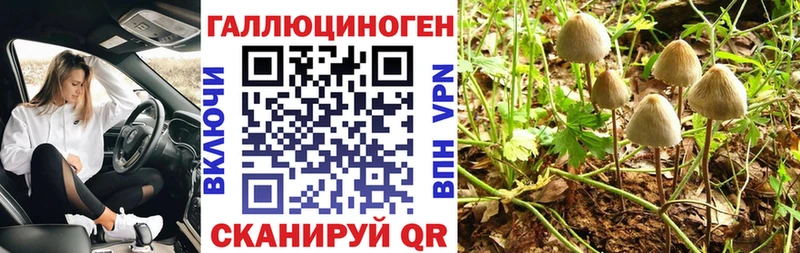 где продают   Балашов  Галлюциногенные грибы Cubensis 